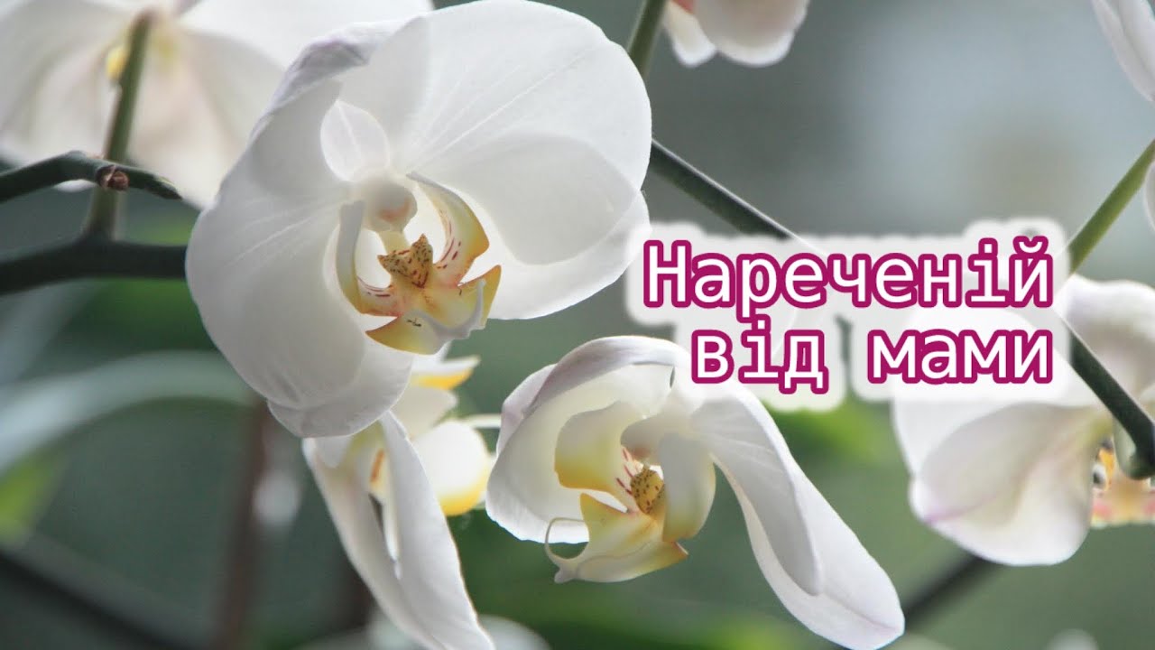 гарні привітання з днем весілля від мами у віршах - Листівка 24